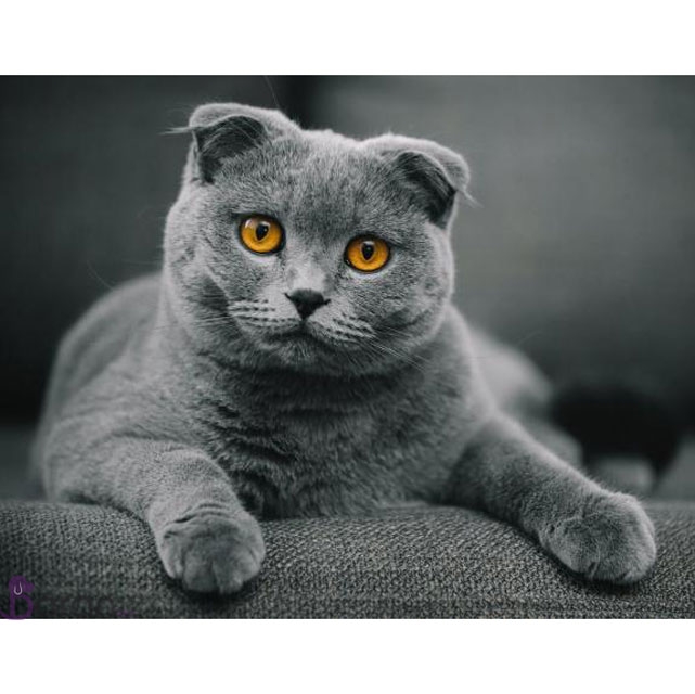 گربه اسکاتیش فولد