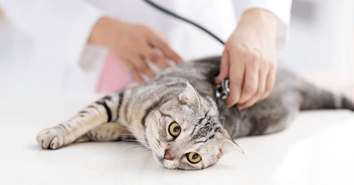 تصویر گربه در حال معاینه توسط دامپزشک 