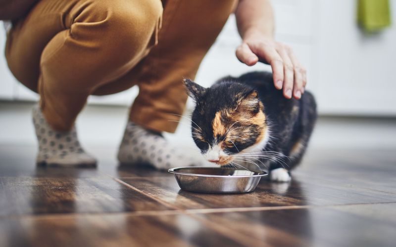 تصویر گربه در حال غذا خوردن