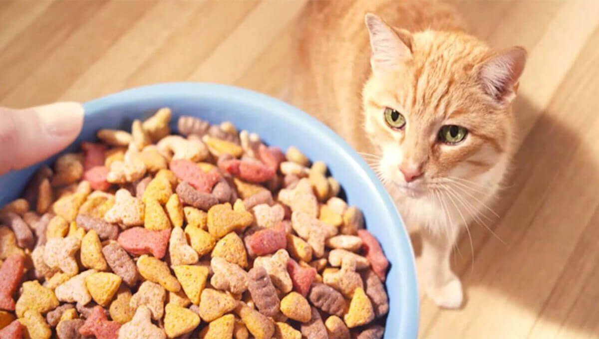 تصویر عوارض غذا خشک گربه