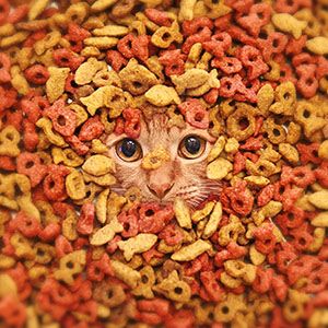 تصویر غذا خشک گربه