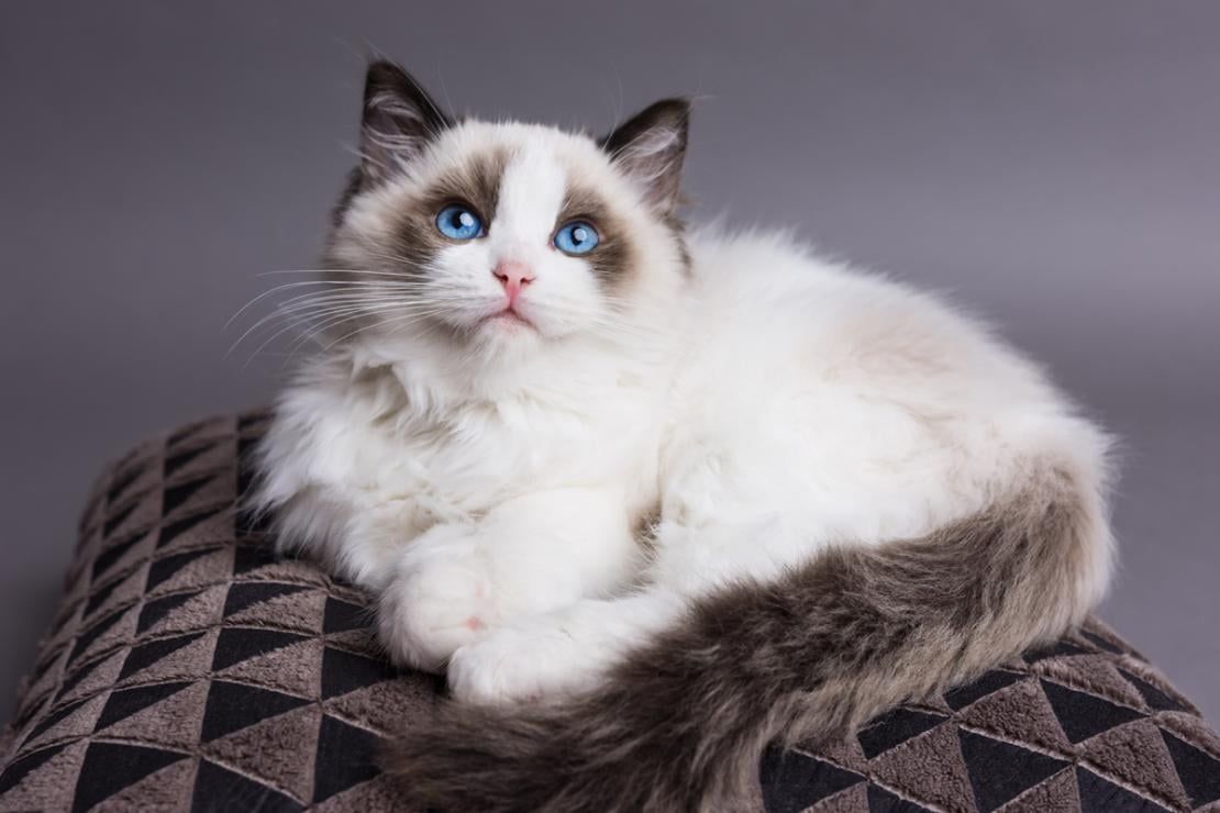 گربه رگ دال 