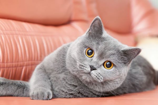 Scottish Fold گربه اسکاتیش