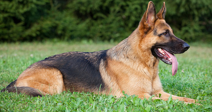 تصویر German shepherd dog