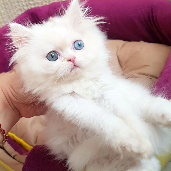 عکس بچه گربه پرشین چشم آّبی