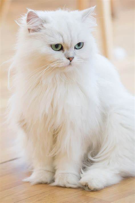 عکس گربه پرشین