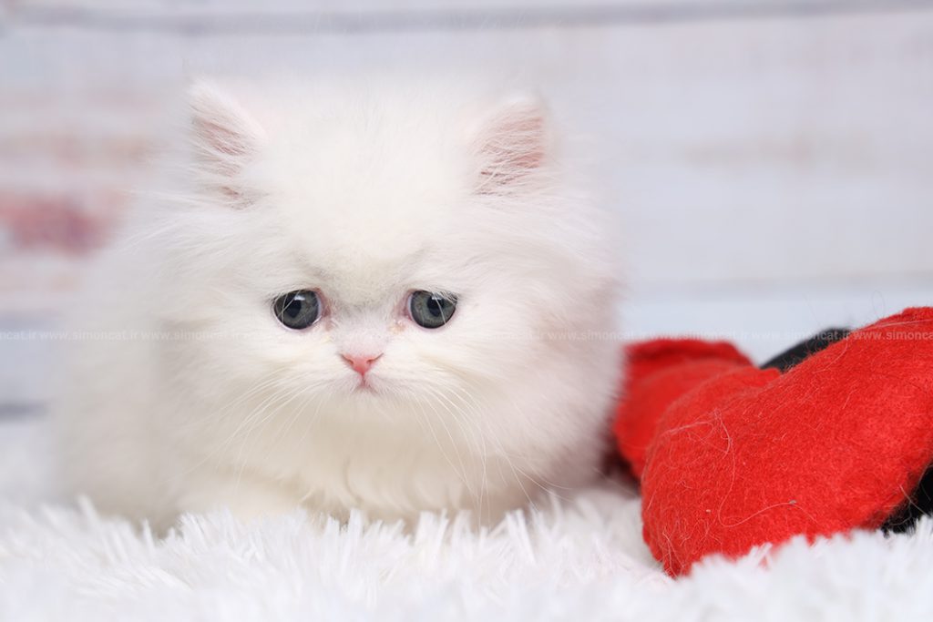 عکس گربه پرشین عروسکی