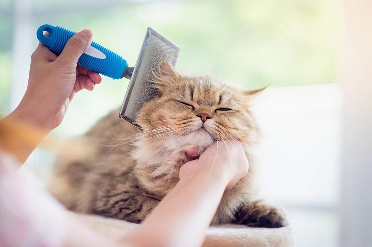 عکس وسایل بهداشتی و نظافتی گربه